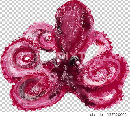 イイダコのイラスト イイダコのイラスト 137320063