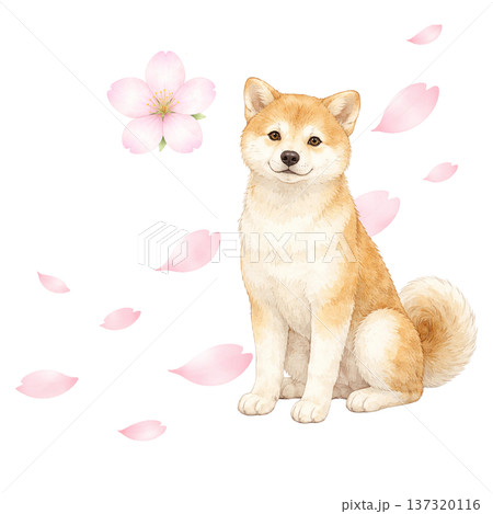 桜の花びらと柴犬 水彩イラスト 春のかわいい犬素材 137320116