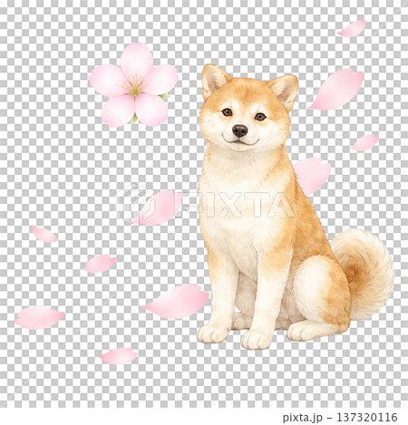 桜の花びらと柴犬 水彩イラスト 春のかわいい犬素材 137320116
