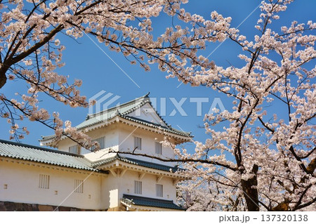 満開に咲く長岡城の桜 137320138