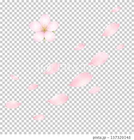 櫻花、櫻花花瓣、花瓣、花朵、花、花卉插圖、花卉材料 137320148