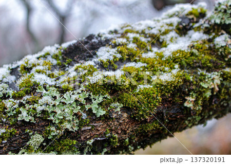 湯河原梅林の梅の木に付いた苔と積もった雪(神奈川県湯河原町) 湯河原梅林の梅の木に付いた苔と積もった雪(神奈川県湯河原町) 137320191
