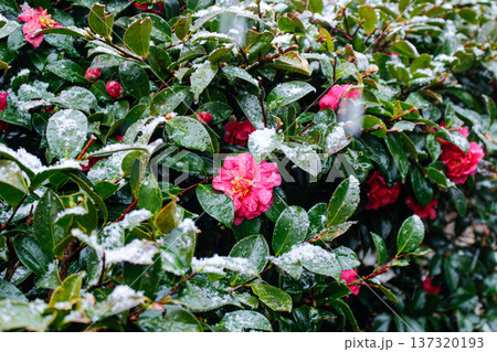 湯河原梅林で雪をまとい咲く、鮮やかなピンクのツバキ（神奈川県） 137320193