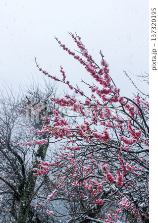 雪の中に咲く鮮やかな紅梅の木と枝（神奈川県湯河原町） 137320195