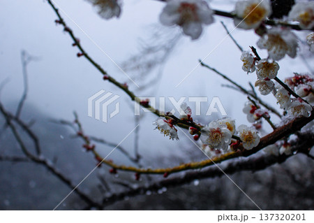 雪をまとい咲く、白梅の蕾と開花した花（神奈川県湯河原梅林） 137320201