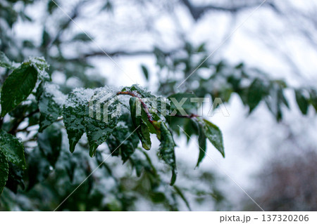 雪が積もった緑の葉と雫(神奈川県湯河原梅林) 雪が積もった緑の葉と雫(神奈川県湯河原梅林) 137320206