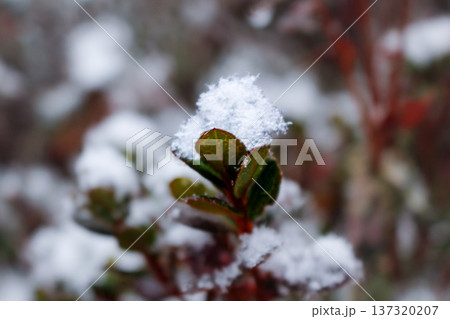 小さな葉の上に積もった雪と冬の自然（神奈川県湯河原梅林） 137320207