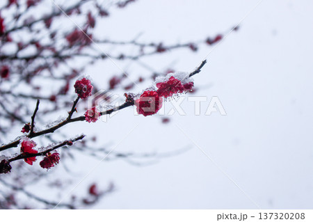 雪を纏う紅梅の花と枝（神奈川県湯河原梅林） 137320208