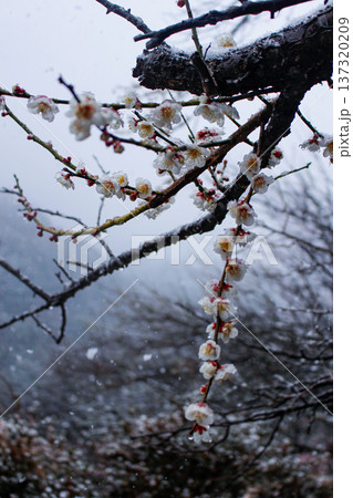 雪の中に咲くしだれ白梅（神奈川県湯河原梅林） 137320209