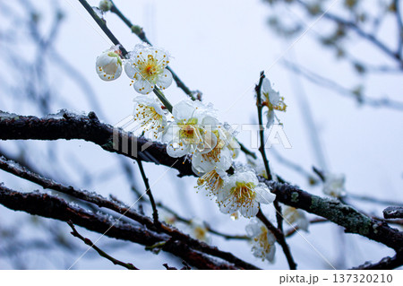 雪と氷を纏って咲く白梅の枝(神奈川県湯河原梅林) 雪と氷を纏って咲く白梅の枝(神奈川県湯河原梅林) 137320210