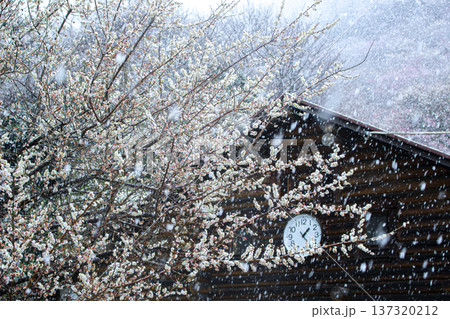 雪降る湯河原梅林の白梅とログハウスの時計台(神奈川県湯河原町) 雪降る湯河原梅林の白梅とログハウスの時計台(神奈川県湯河原町) 137320212