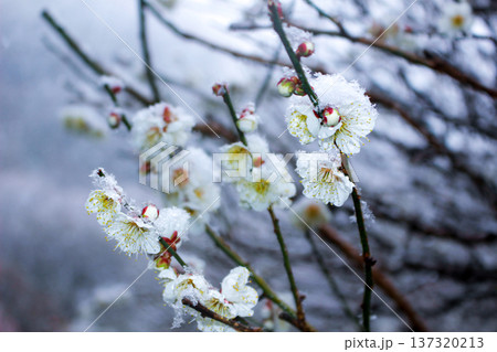 雪の中に咲く清楚な白梅の花と枝(神奈川県湯河原梅林) 雪の中に咲く清楚な白梅の花と枝(神奈川県湯河原梅林) 137320213