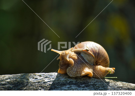 Close-up of a garden snail slowly crawling on a weathered wooden surface in sunlight Close-up of a garden snail slowly crawling on a weathered wooden surface in sunlight 137320400