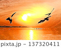 水鳥の戯れる霞ケ浦の初日の出 137320411