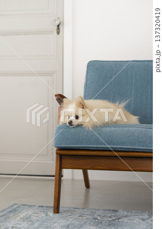 ソファでくつろぐポメラニアン（5歳の女の子） 137320419