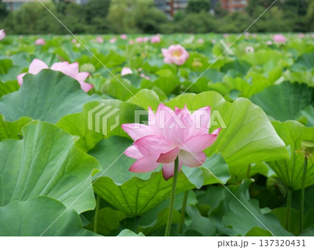 ハスの花とつぼみ、夏の日差し ハスの花とつぼみ、夏の日差し 137320431