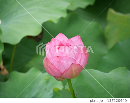 開きかけの蓮の花のつぼみ 137320440