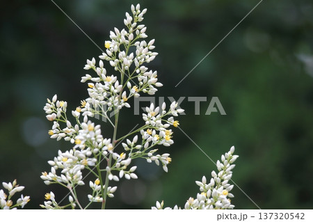 白いナンテンの花 白いナンテンの花 137320542