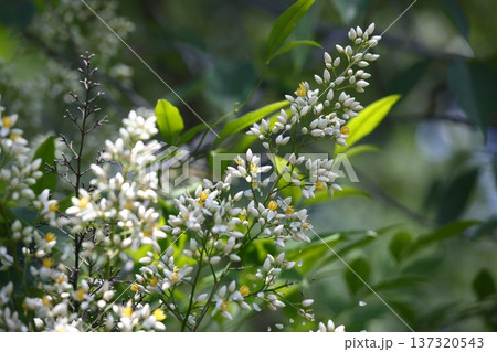 白いナンテンの花 137320543