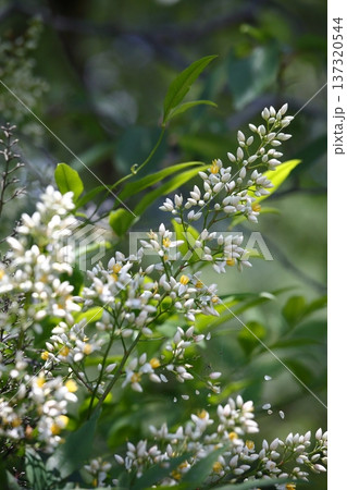 白いナンテンの花 137320544