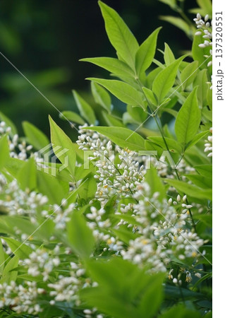 白いナンテンの花 白いナンテンの花 137320551