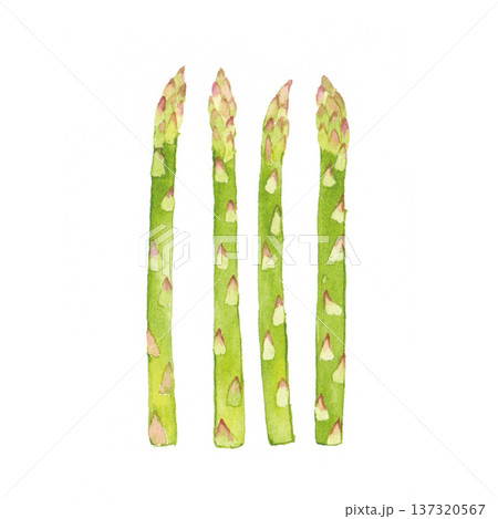 アスパラガス　水彩イラスト 137320567