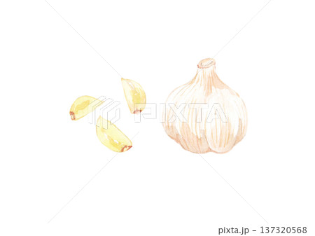にんにく 水彩イラスト にんにく 水彩イラスト 137320568