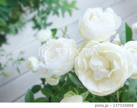 カップ咲きの白薔薇 カップ咲きの白薔薇 137320808