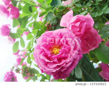 濃いピンクのつる薔薇 濃いピンクのつる薔薇 137320821