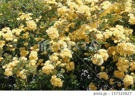 満開のモッコウバラ 満開のモッコウバラ 137320827