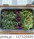 Fresh cucumber eggplant lettuce vegetable salad organic green purple vegetable salad with fresh cucumber eggplant lettuce 137320880