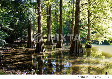 篠栗九大の森 神秘的な光景 落羽松(ラクウショウ) 篠栗九大の森 神秘的な光景 落羽松(ラクウショウ) 137320905
