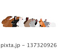 大きさの順に並んだいろいろな種類のウサギの列 137320926