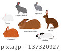 ウサギの体型いろいろ 137320927