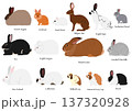 ウサギの人気品種、15種類 137320928