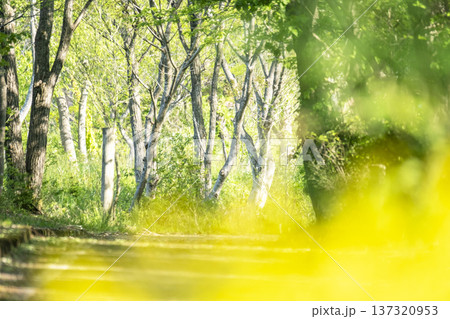 新緑・初夏のサイクリングイメージ (蒜山高原) 新緑・初夏のサイクリングイメージ (蒜山高原) 137320953