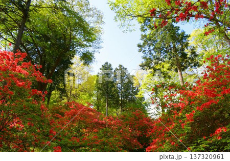 東秩父村  二本木峠　山つつじ 137320961