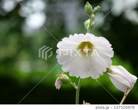 白いタチアオイの花 137320970