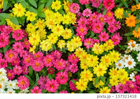 Top view of Colorful Zinnia flowers. Beautiful flowers background. 137321418