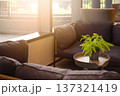 potted fern on table in living room. contemporary interior with vase on the table and part of sofa in sunny day. interior detail design background concept. 137321419