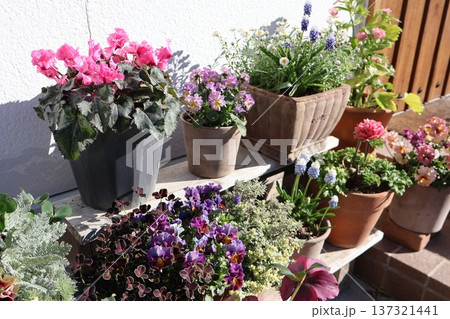 玄関前の花の寄せ植え＆寄せ鉢 137321441