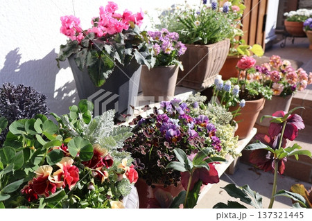 玄関前の花の寄せ植え＆寄せ鉢 137321445