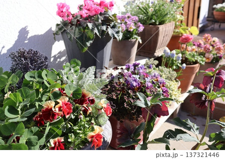 玄関前の花の寄せ植え＆寄せ鉢 137321446