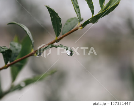 雨上がりの葉に残る水滴 137321447