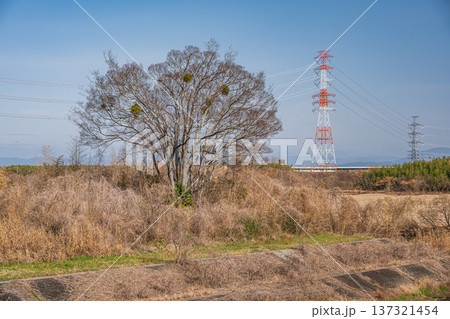 木津川風景 京都府京田辺市 城陽市 木津川風景 京都府京田辺市 城陽市 137321454
