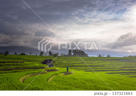 Beautiful morning view indonesia Panorama Landscape paddy fields with beauty color and sky natural light 137321663
