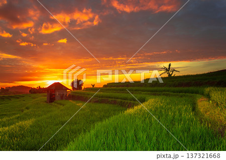 Beautiful morning view indonesia Panorama Landscape paddy fields with beauty color and sky natural light Beautiful morning view indonesia Panorama Landscape paddy fields with beauty color and sky natural light 137321668