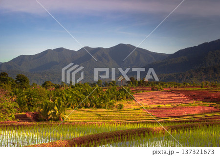 Beautiful morning view indonesia Panorama Landscape paddy fields with beauty color and sky natural light Beautiful morning view indonesia Panorama Landscape paddy fields with beauty color and sky natural light 137321673