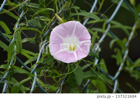 ヒルガオの花 137321684