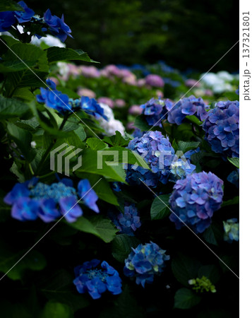 青い紫陽花 137321801